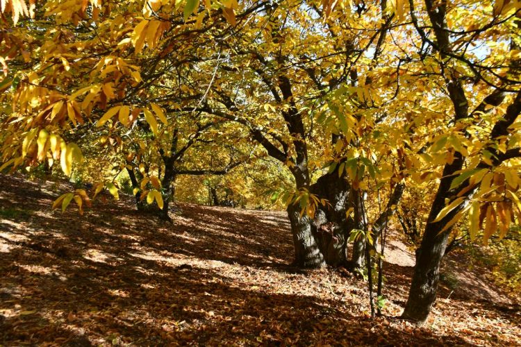 El ‘Bosque de Cobre’ del Genal se muestra en su máximo explendor