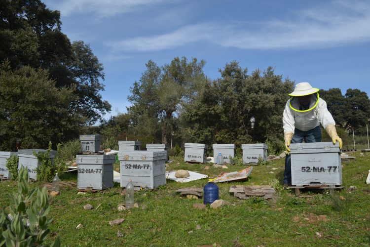 Ocho vecinos de Alpandeire crean una asociación de apicultores en el Valle del Genal