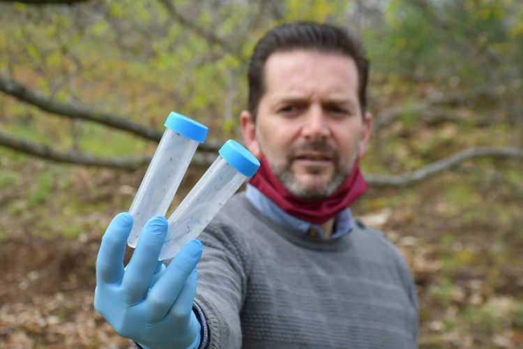 Primera suelta libre de Torymus Sinensis para combatir la plaga de la avispilla del castaño en el Valle del Genal