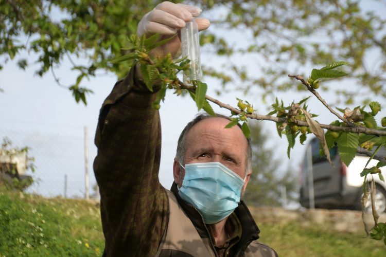 Faraján adquiere suelta en sus castañares 30 dosis de Torymus sinensis para combatir la plaga de la avispilla