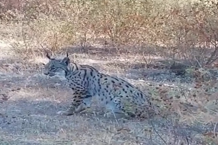 Del puma del Genal, a dieciocho años después buscar el lince del Genal