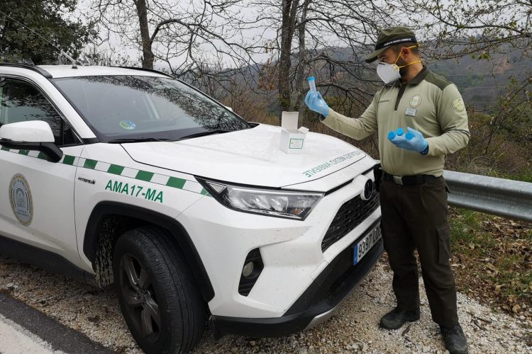 La Junta concluye la suelta del Torymus en el Valle del Genal para combatir la plaga de la avispilla del castaño