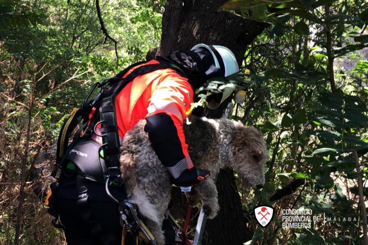 Los bomberos rescatan en las cornisas del Tajo a un perro que estaba a punto a caer por el cortado