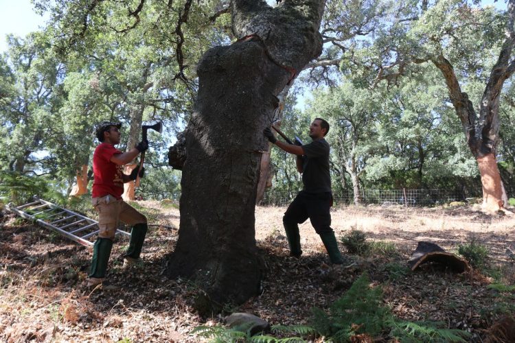 Los trabajos de la saca del corcho en los Montes de Propios entran en su recta final