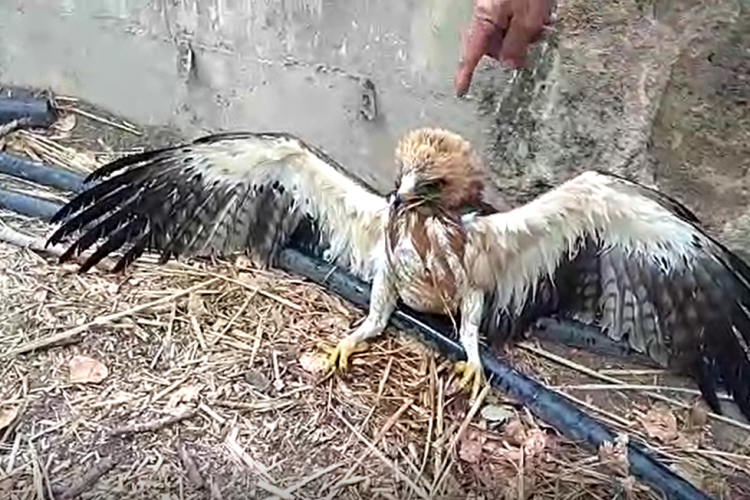 Agentes de la Policía Local y de Medio Ambiente rescatan a un águila calzada que estaba atrapada en una alberca