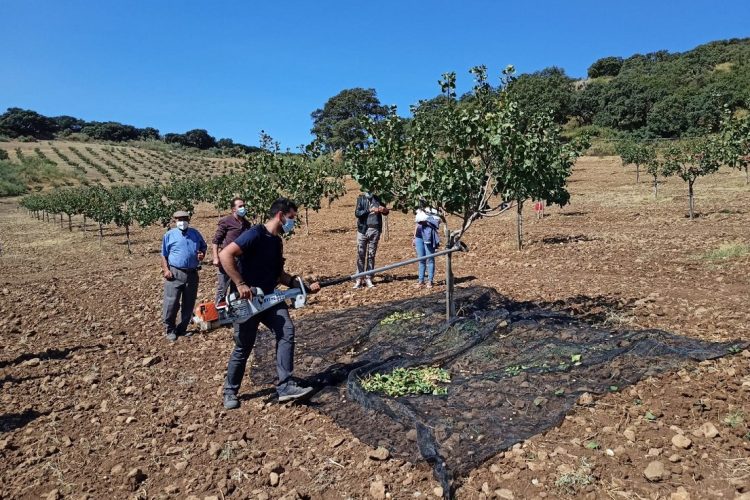 La pedanía rondeña de Los Prados ya cuenta con la primera explotación de pistachos de la comarca