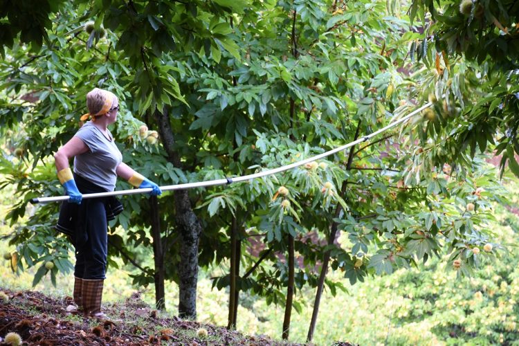 La producción de la castaña del Valle del Genal caerá al menos un 40% en comparación con campañas anteriores