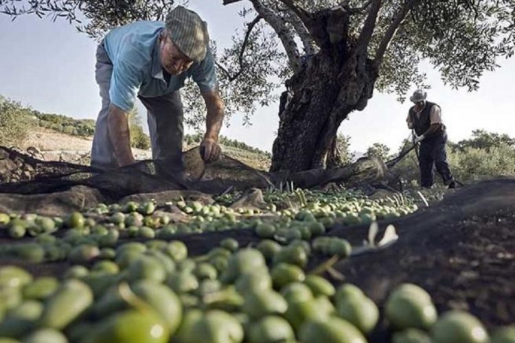Abierta la convocatoria de ayudas para la agroindustria olivarera por 20 millones de euros