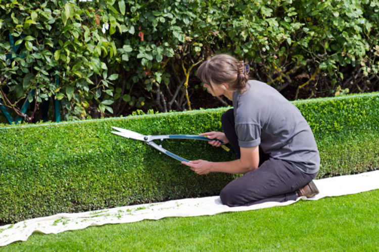 La Concejalía de Igualdad presenta un curso dirigido a mujeres desempleadas para mantenimiento de jardines