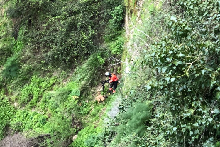 Los bomberos rescatan a un perro que se ha precipitado por uno de los cortados del Tajo