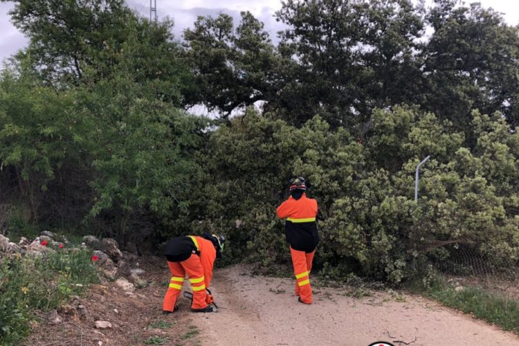 Las fuertes rachas de viento provocan la caída de un árbol sobre un camino público de Ronda