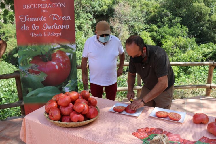 Objetivo: Salvar al tomate rosa de La Indiana, ‘el caviar de la Serranía’
