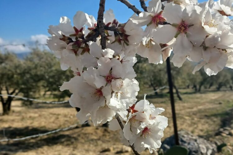 El árbol que florece en la época más fría del año