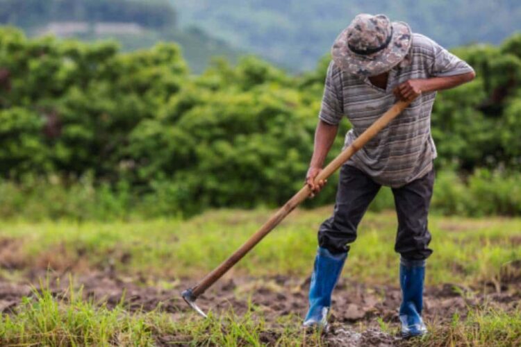 Estas serán las excepciones a los requisitos de las ayudas para la campaña agrícola 2022