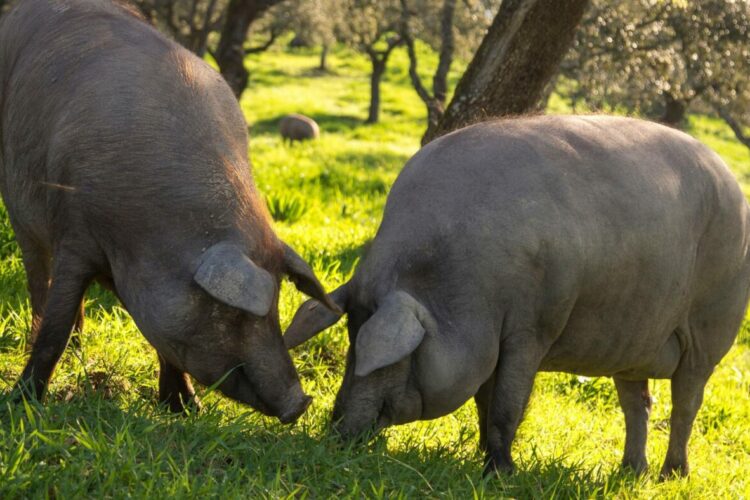 La Oficina Comarcal Agraria de Ronda y ASAJA Málaga convocan una jornada informativa sobre el cerdo ibérico
