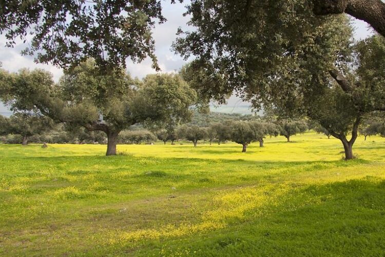 Asaja Málaga abre convocatoria de ayudas para realizar enmiendas calizas contra la pobredumbre radicular en las dehesas