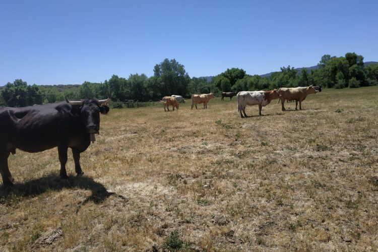 Asaja Málaga informa sobre las ayudas en varios sectores agrarios que sirvan para compensar las pérdidas provocadas por el conflicto en Ucrania