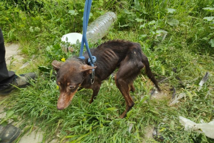 La Policía Local detiene a un hombre por delitos de robo y maltrato de animales