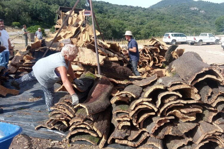 Comienza la campaña de la saca del corcho en los Montes de Propios de Ronda