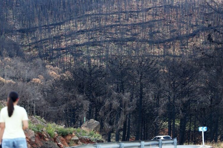 Sierra Bermeja: un año después del devastador incendio