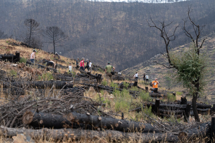 Ikea realiza tres jornadas de reforestación en la zona afectada por el incendio de Sierra Bermeja