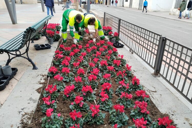 Parques y Jardines cambia la decoración floral con especies típicas navideñas