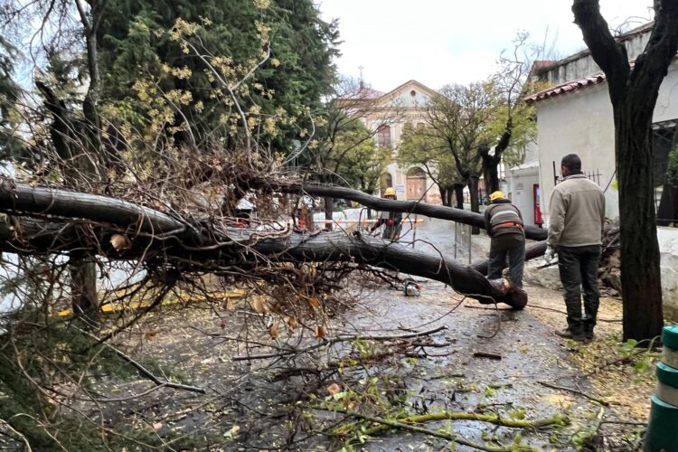 El temporal deja más de 70 litros de agua en las últimas horas y provoca la caída de árboles y ramas