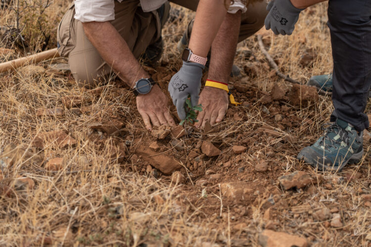 Jubrique denuncia actos vandálicos realizados en la zona reforestada del incendio de Sierra Bermeja