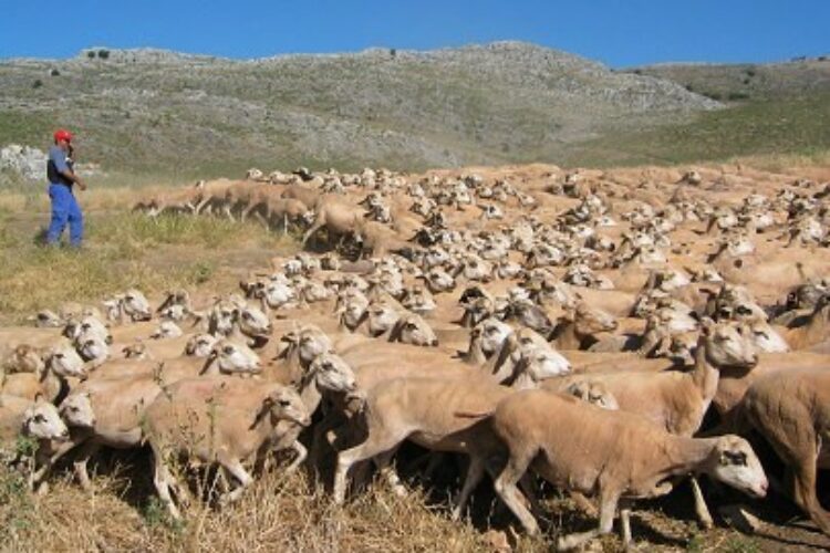 La ganadería en el Parque Nacional Sierra de las Nieves