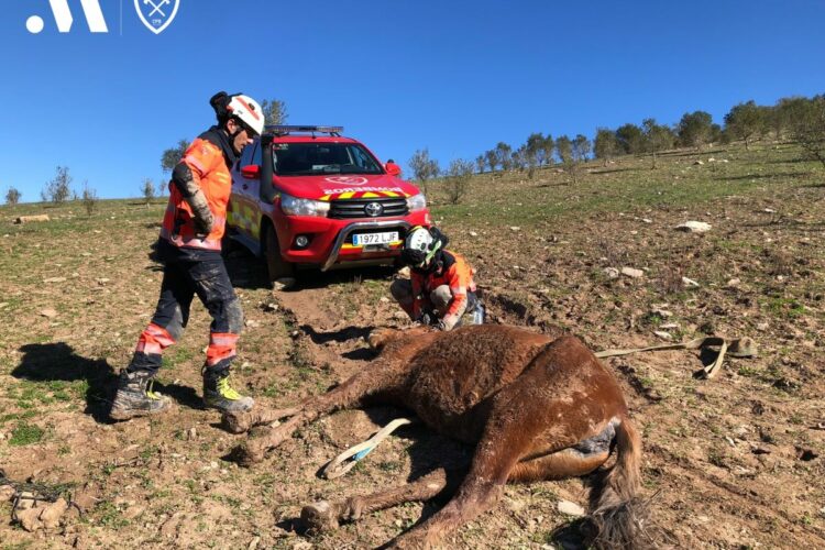 Bomberos de Ronda rescatan a un caballo que estaba atrapado en una acequia de Benaoján