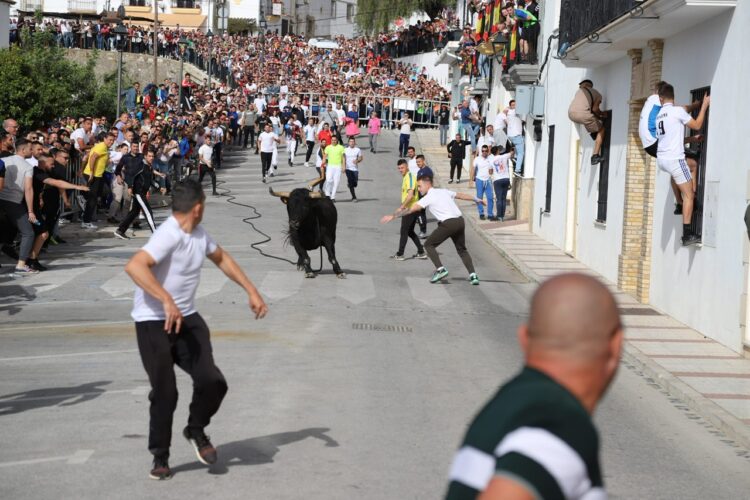 Miles de personas llegan a Gaucín para correr el Toro de Cuerda del Domingo de Resurrección