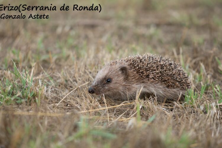 Fauna de la Serranía de Ronda: Erizo europeo (Erinaceus europaeus)