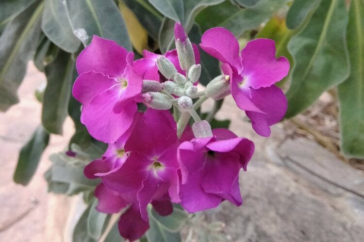 Plantas de la Serranía de Ronda: Alhelí. Alelí (Erysimum scoparium)