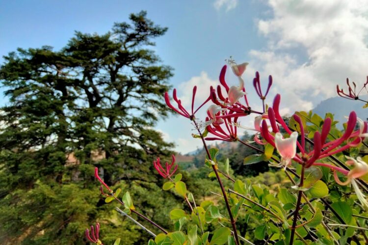 Plantas de la Serranía de Ronda: Madreselva arbórea. Lonicera arborea