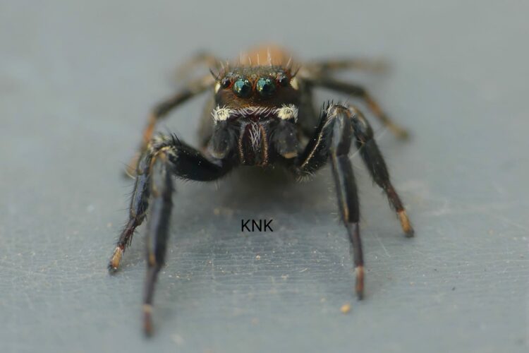 Fauna de la Serranía de Ronda: Araña saltarina (Philaeus chrysops)