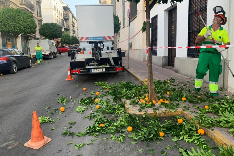 Parques y Jardines embellece los más de 650 naranjos que hay en las calles de Ronda