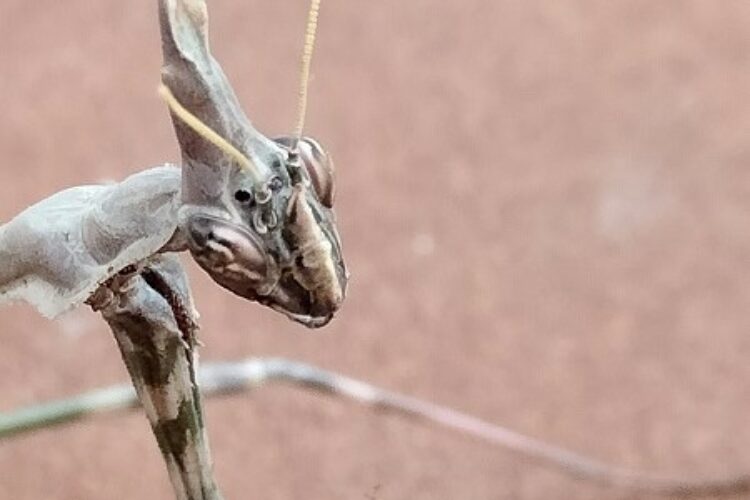 Fauna de la Serranía de Ronda: Mantis religiosa. Santateresa. Mantis