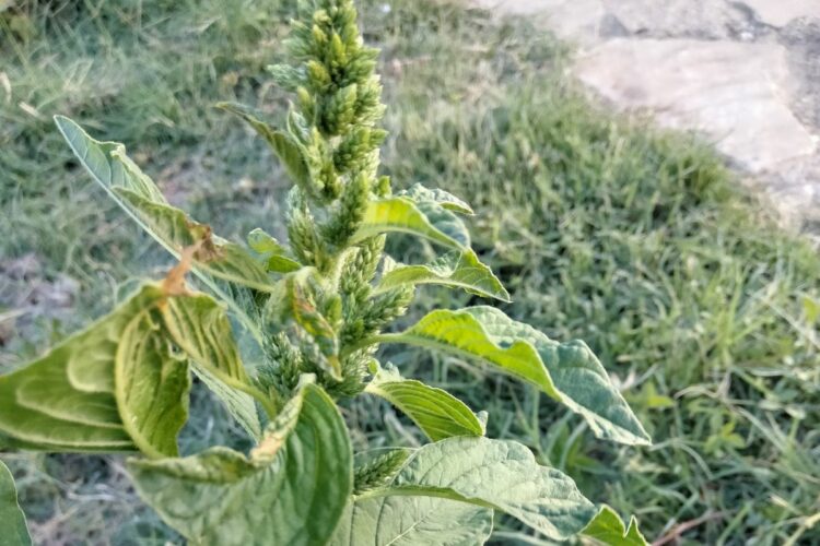 Plantas de la Serranía de Ronda: Amarato común. Bledo. Amaranthus retroflexus