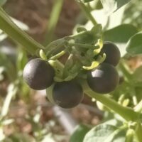 Plantas de la Serranía de Ronda: Tomatillo del Diablo