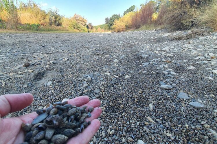 Ecologistas en Acción advierte de que el río Guadiaro «ha muerto en su zona media-baja»