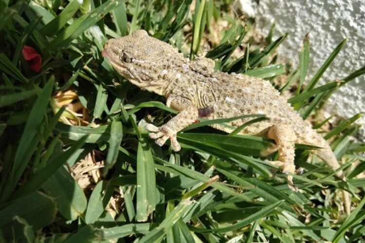 Fauna de la Serranía de Ronda: Salamanquesa. Tarentola mauritanica