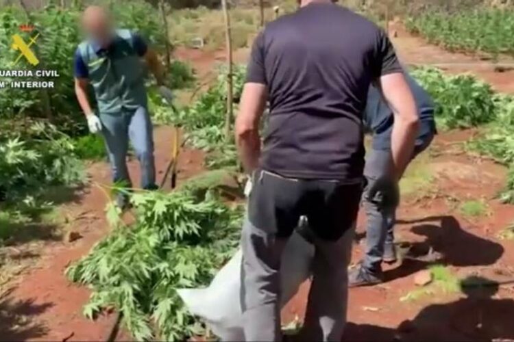 La Guardia Civil desarticula una plantación de marihuana oculta en parajes de Igualeja