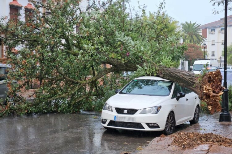 Las fuertes rachas de viento provocan la caída de árboles y de ramas en varios puntos de Ronda