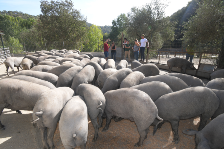 Ponen en marcha en el Valle del Genal unas rutas guiadas para conocer el cerdo ibérico