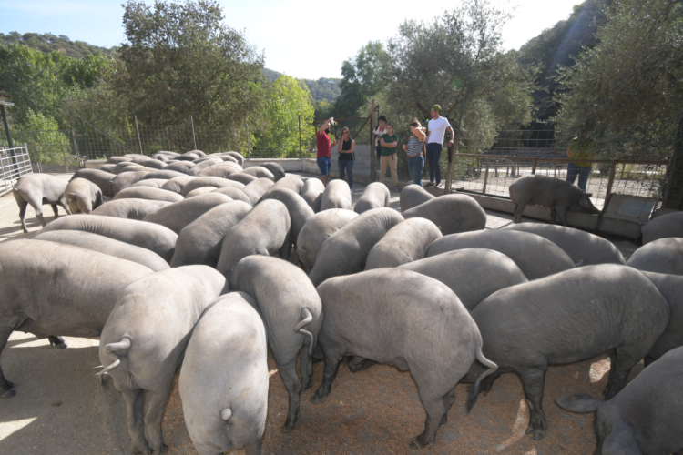 Los turistas podrán conocer de cerca la vida del cerdo ibérico.