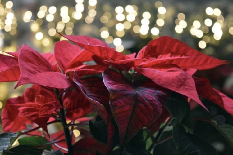 Todo lo que necesitas saber para tu decoración navideña sobre las flores de pascua