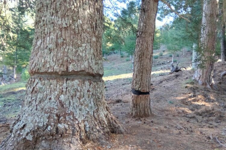 Unos «terroristas» medioambientales atacan a cedros centenarios en el Parque Nacional Sierra de las Nieves para eliminarlos