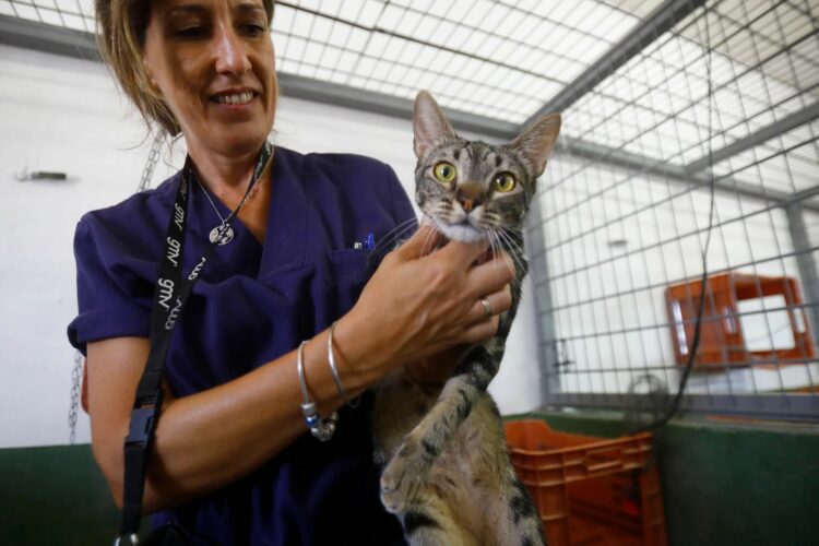 El Ayuntamiento y el Colegio de Veterinarios ya trabajan para la esterilización de las colonias incontroladas de gatos