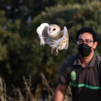 Alpandeire logra reintroducir ocho ejemplares de lechuza con su proyecto de recuperación de aves