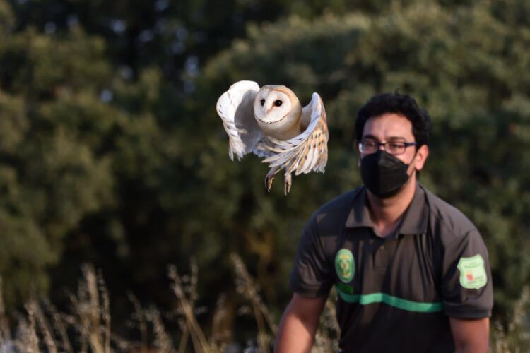 Alpandeire logra reintroducir ocho ejemplares de lechuza con su proyecto de recuperación de aves